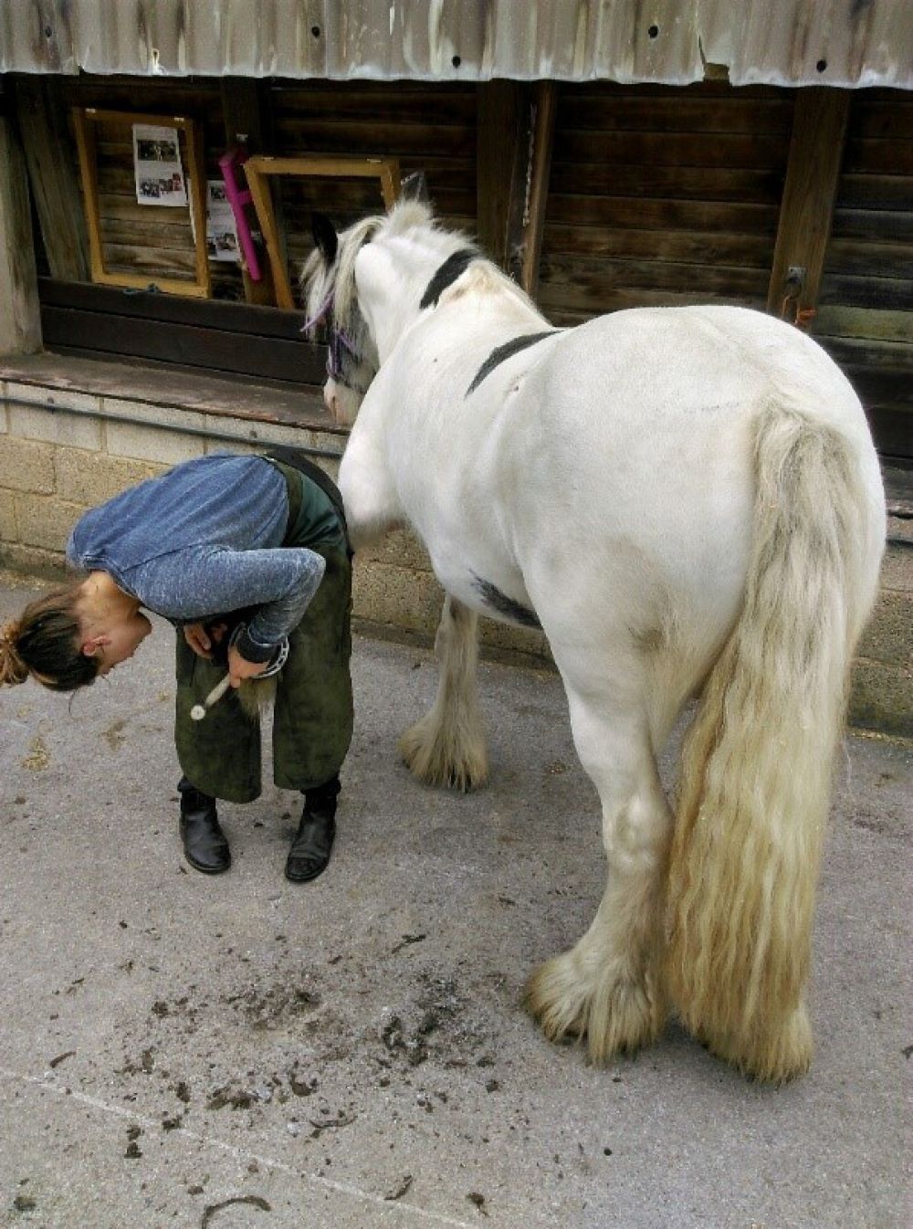 The Worshipful Company of Farriers:- EVSA Forms